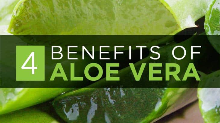 aloe vera