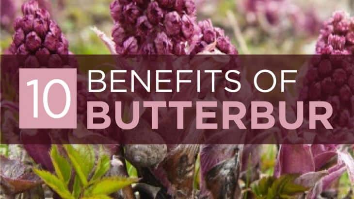 Butterbur