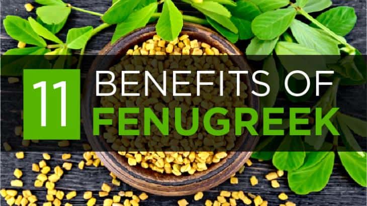 Fenugreek