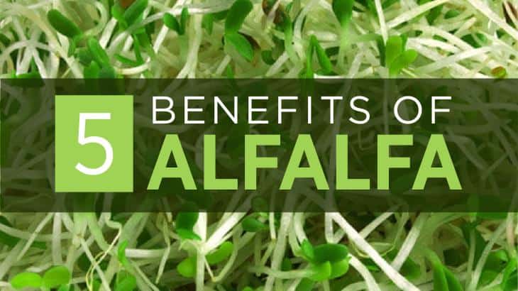alfalfa