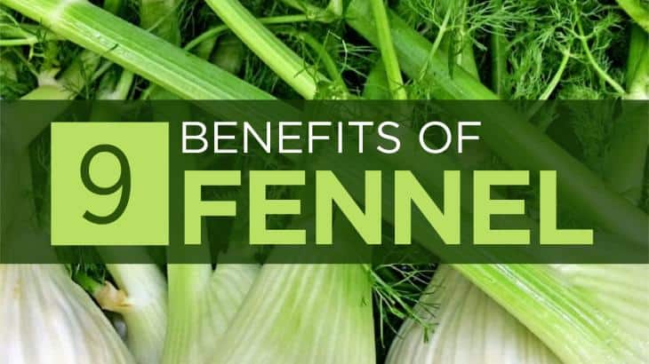 Fennel