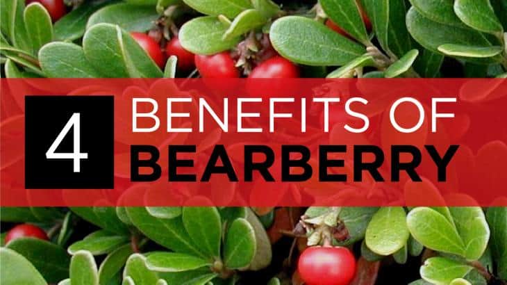 bearberry