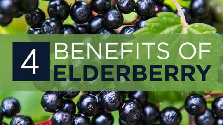 elderberry