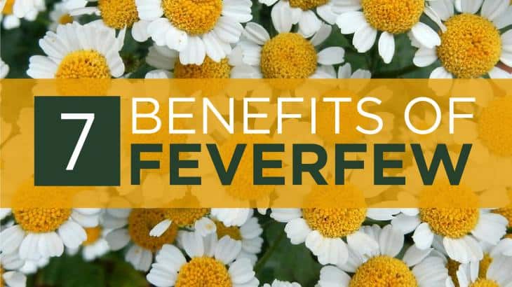feverfew