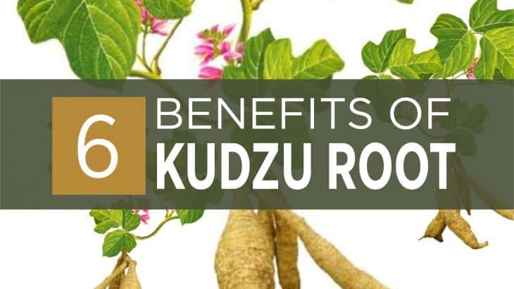 kudzu root