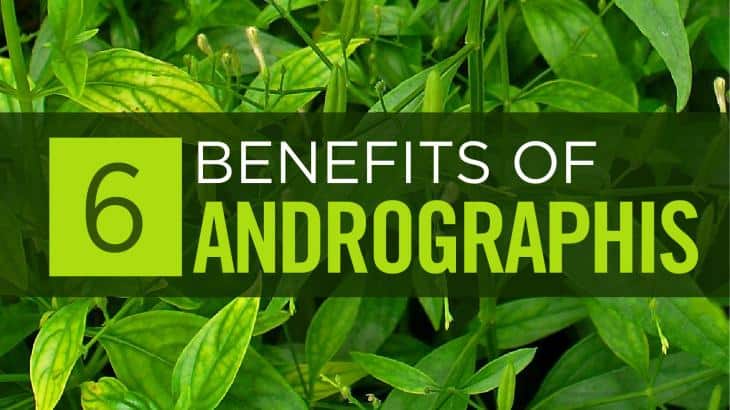Andrographis