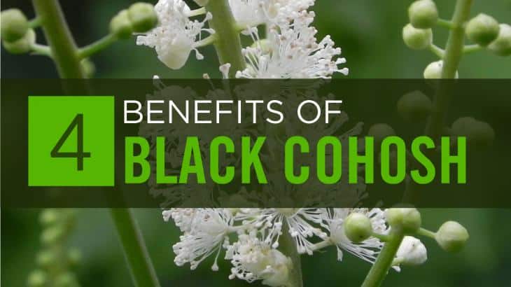 Black Cohosh