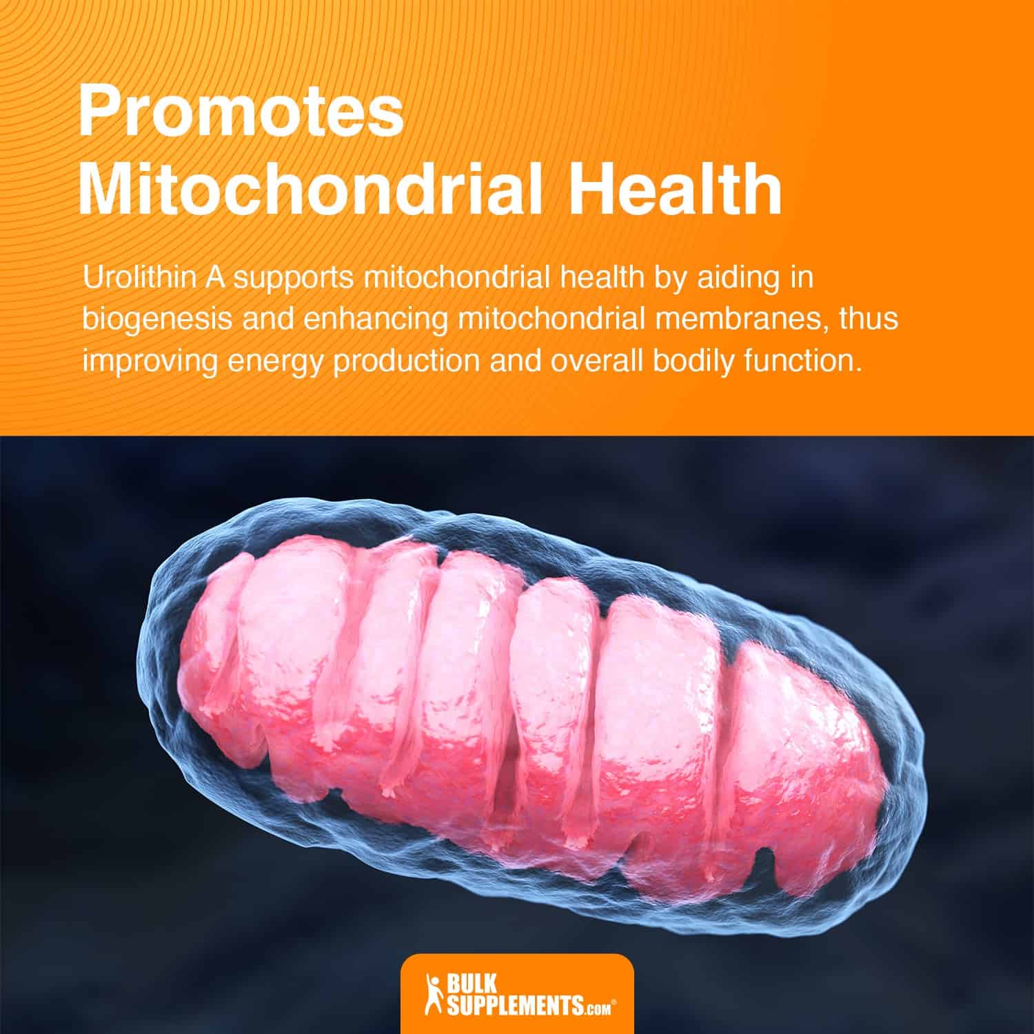 promotes Mitochondrial health Urolithin A